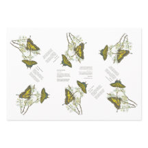 絶滅危惧種アゲハチョウとホニエ色彩の鮮やかータ手