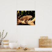 絶滅危惧種ジャマイカ・イグアナ、シクララ・コレイ ポスター (キッチン)