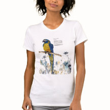 絶滅危惧種マコーの水彩画