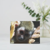 「絶滅危惧種？もしできな救済い！」 ポストカード (スタンド正面)