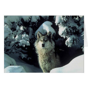絶滅寸前のオオカミ