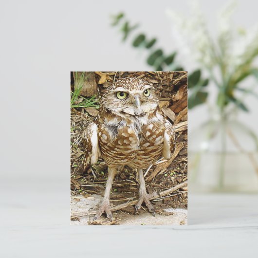 絶滅寸前の掘り進むフクロウ ポストカード (スタンド正面)