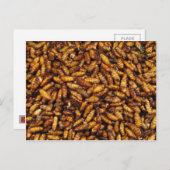 絹毛のフライドワーム…タイ通り ポストカード (正面/裏面)