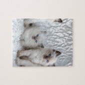 続けて坐っているRagdoll 4匹の若い猫 ジグソーパズル (横)