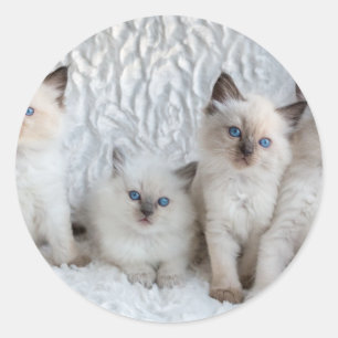 続けて坐っているRagdoll 4匹の若い猫 ラウンドシール