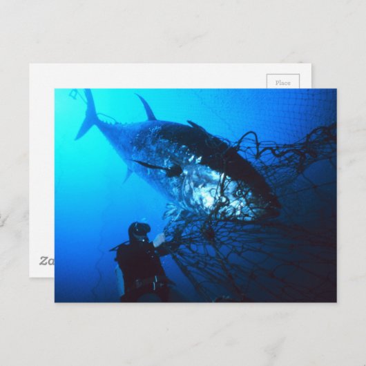 網で捕獲された巨大クロマグロ ポストカード (正面/裏面)