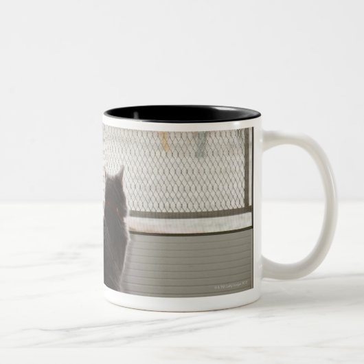 網戸を見ている猫 ツートーンマグカップ (右)