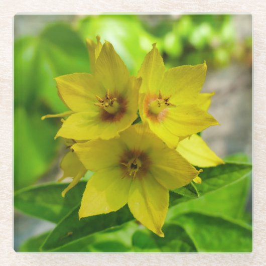 網状紅斑 ガラスコースター (正面)