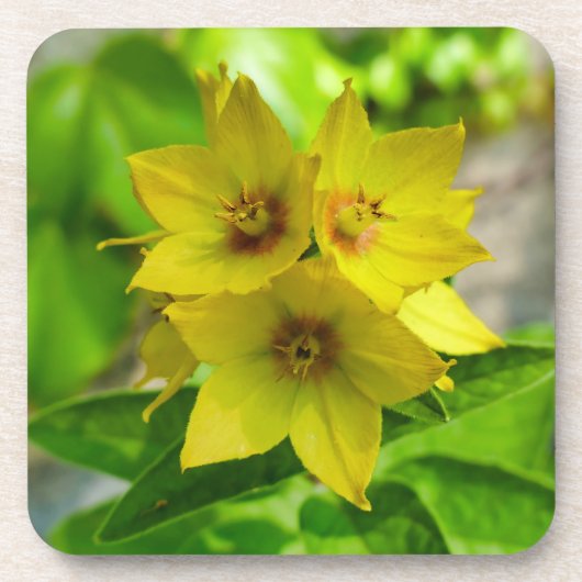 網状紅斑 コースター (正面)