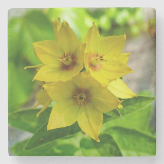 網状紅斑 ストーンコースター (正面)