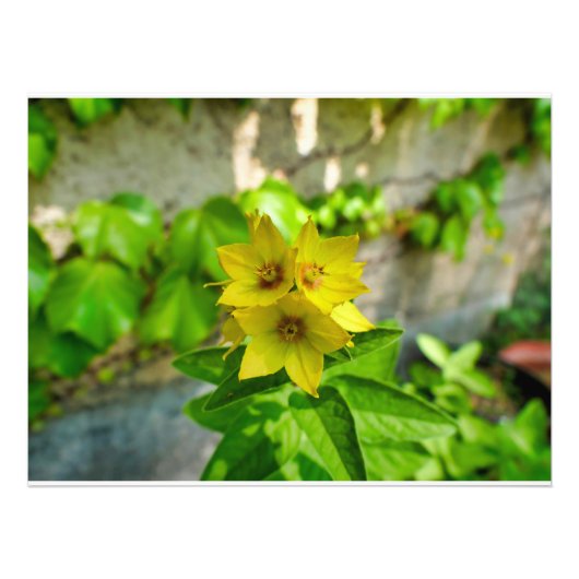 網状紅斑 フォトプリント            (正面)