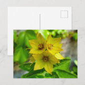 網状紅斑 ポストカード (正面/裏面)