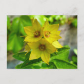 網状紅斑 ポストカード (正面)