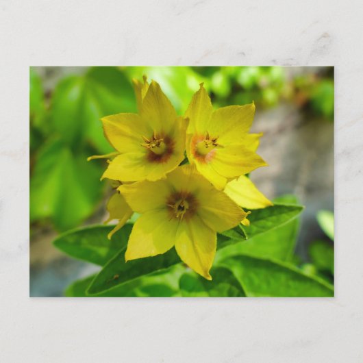 網状紅斑 ポストカード (正面)