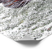 網状霜の降りた孔雀 ポスター (角)