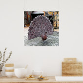 網状霜の降りた孔雀 ポスター (キッチン)