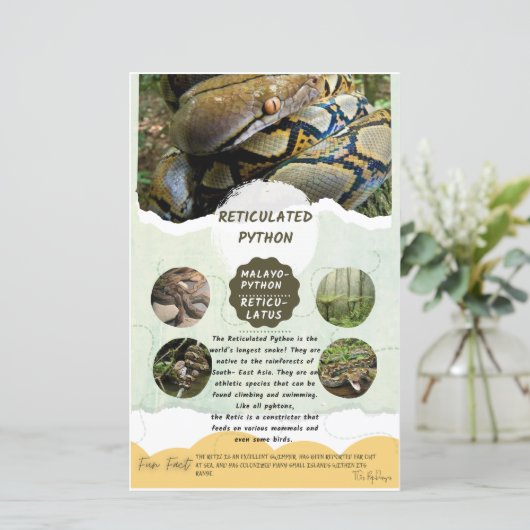 網状Pythonシ気にート (スタンド正面)