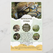 網状Pythonシ気にート (正面)