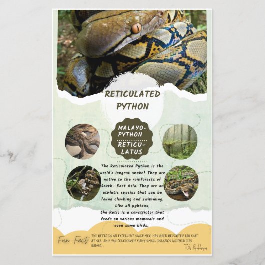 網状Pythonシ気にート (正面)