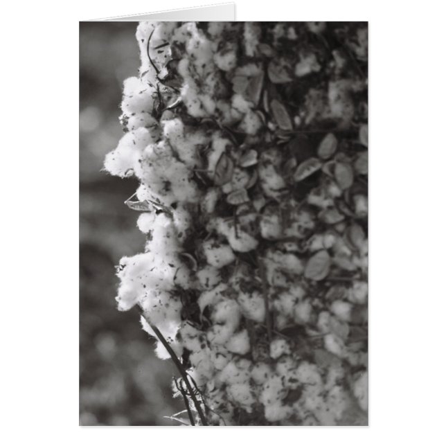 綿の収穫 (正面)