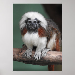 綿トップのTamarin ポスター
