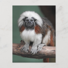 綿トップのTamarin 案内ポストカード