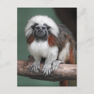 綿トップのTamarin 案内ポストカード