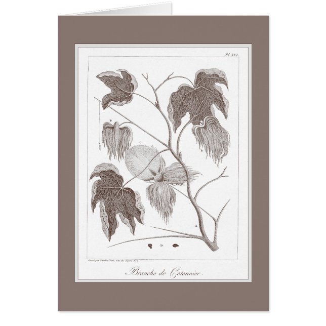 綿植物-かわいらしく旧式なEnravingの枝 (正面)