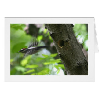 綿毛のようなキツツキ