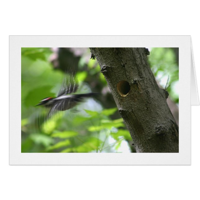 綿毛のようなキツツキ (正面横)