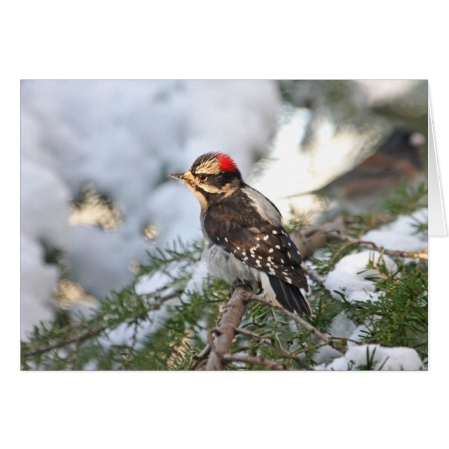 綿毛のようなキツツキ (正面横)