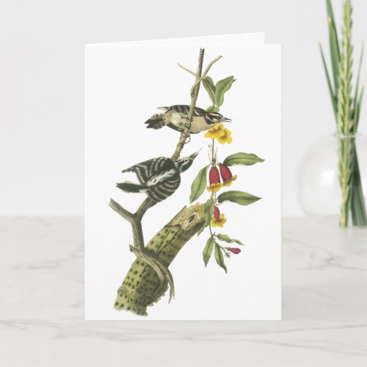 綿毛のようなキツツキ-ジョンAudubon カード (正面)