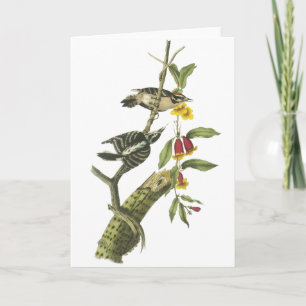 綿毛のようなキツツキ-ジョンAudubon カード