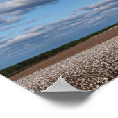 綿畑のキャンバスまたはポスターの収穫時間 ポスター (角)