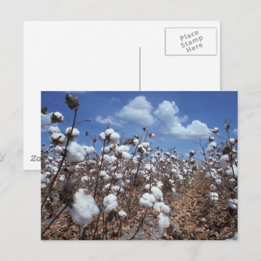 綿畑 ポストカード (正面/裏面)