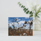 綿畑 ポストカード (スタンド正面)