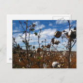 綿畑 ポストカード (正面/裏面)