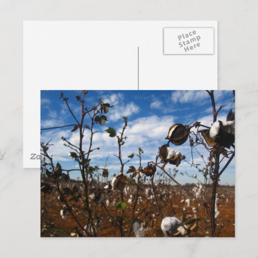 綿畑 ポストカード (正面/裏面)