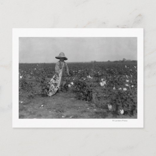 綿花の写真西,テキサス州 ポストカード (正面)