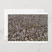 綿花畑 ポストカード (正面/裏面)