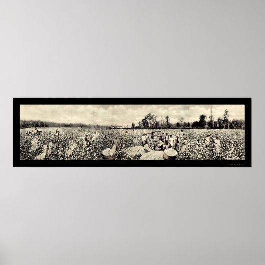 綿花10億ドルの作物写真1915 ポスター (正面)