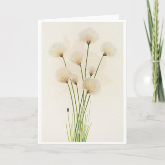 綿花 カード (正面)