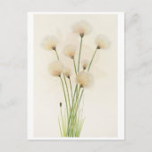 綿花 ポストカード (正面)