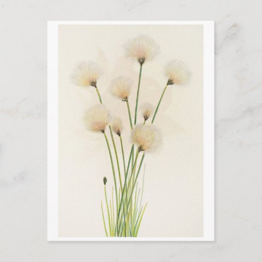 綿花 ポストカード (正面)