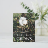 綿芽 ポストカード (スタンド正面)