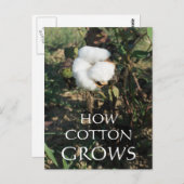 綿芽 ポストカード (正面/裏面)