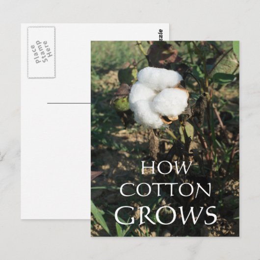 綿芽 ポストカード (正面/裏面)