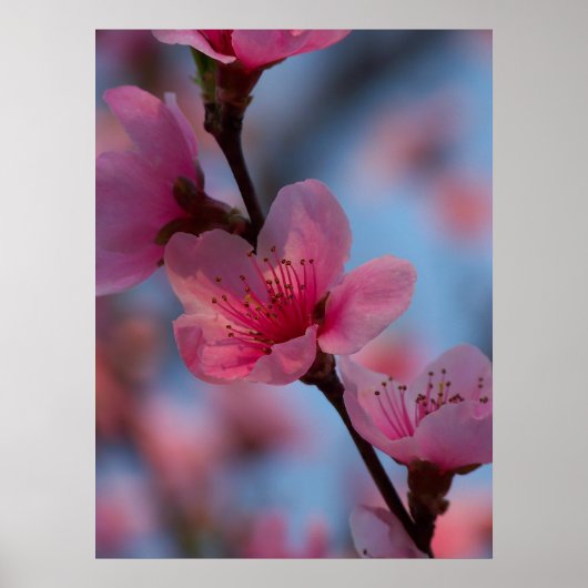 綿菓子 ポスター (正面)