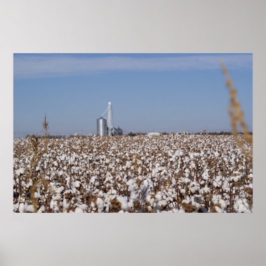 綿、国、農場、色 ポスター (正面)