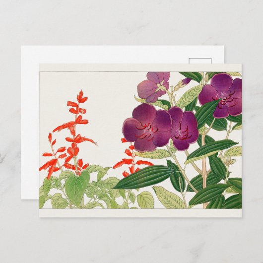 緋セージ、メラストマby谷上湖南 ポストカード (正面/裏面)